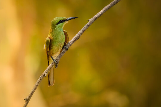 green bee eater