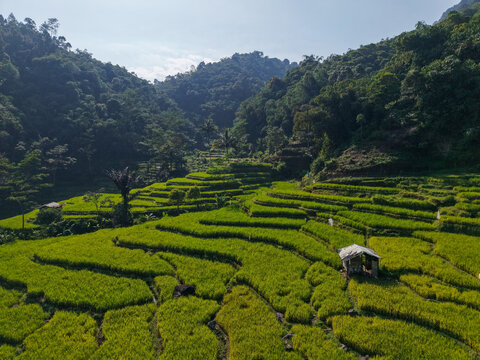 Aerial view of Cisalada Rice Terrace featuring vibrant green terraced paddies, a small wooden hut, and lush forested hills in Pamijahan, West Java, Indonesia.