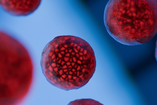 Micrograph of Cyclospora cayetanensis oocysts, the cause of cyclosporiasis outbreaks. Red spherical structures with distinct internal patterns suspended in fluid. High magnification medical view.