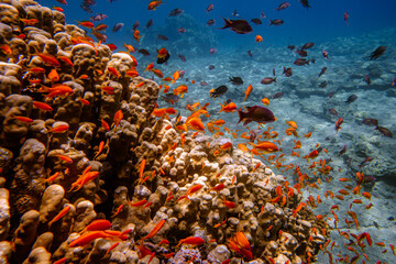 Colorful school of anthias fish swimming above a healthy coral reef in the Red Sea, Aqaba, Jordan  © Ezzeldeen Al-Natour