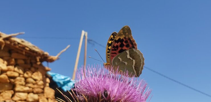 Cardinal butterfly Argynnis pandora feeding on purple thistle flower in sunshine View(1)
butterfly on a flower