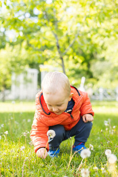 Cute little boy picking fluffy dandelion, child playing in a park.