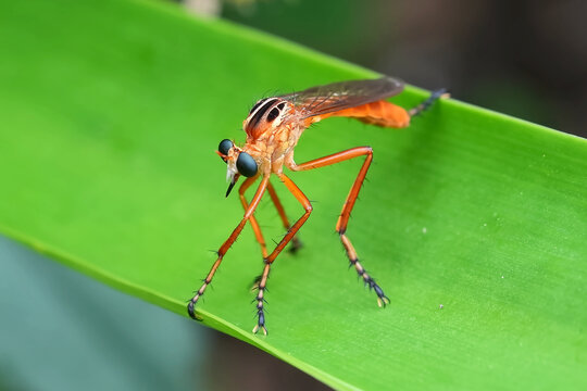 Hanging Thief Robber Fly on a leaf