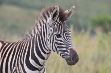 Close Up Portrait of a Cute Zebra Foal, Ithala Game Reserve, South Africa © Michael
