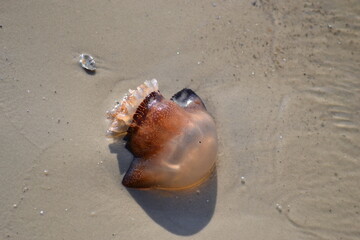 jellyfish on the beach © ahmetaozbek 