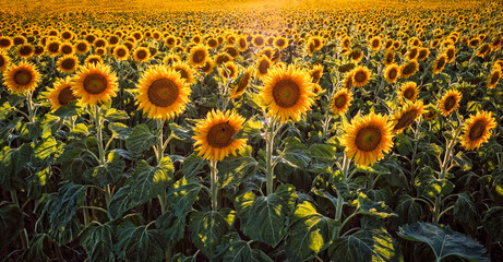 Sunflower field with flower heads in the evening sunset warm sunshine light, peaceful picturesque mesmerizing atmospheric landscape horizontal format, real photo, non ai © HLPhoto