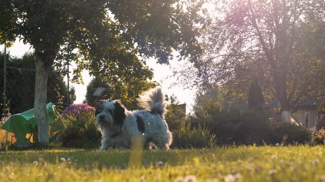 Playful long haired mixed breed dog walking on vibrant green lawn during beautiful sunny day. A lovely companion enjoying the outdoors in a lush, peaceful backyard with beautiful lens flare