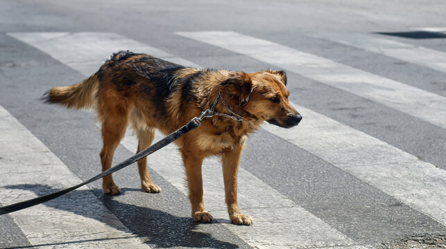 Brown dog standing on crosswalk with leash on sunny day  