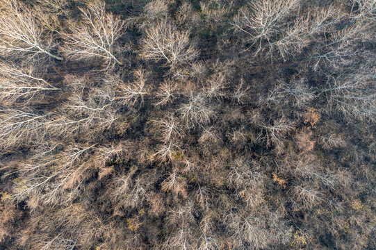 Aerial view of the Makis forest with dense, leafless trees during winter, creating a textured pattern of branches and shadows in Belgrade, City of Belgrade, Serbia.