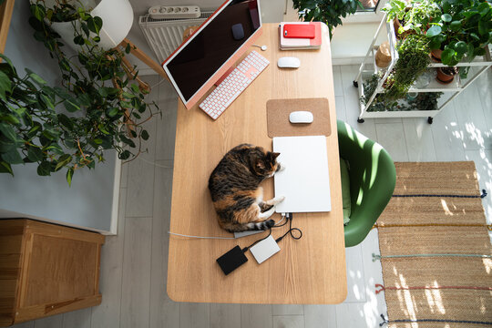 Domestic spoiled cat resting on work desk beside laptop and desktop computer, sleeping in home office workspace, cozy kitty napping near technology and remote work setup. Pet life. Top view