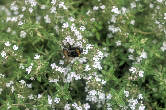 Bumblebee on Thyme.