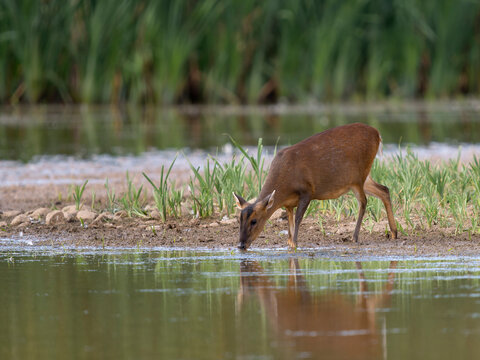 Muntjac, Muntiacus reevesi
