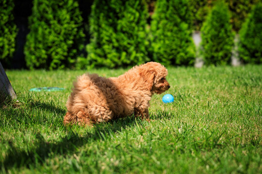 Maltipoo puppy playing on green grass in a sunny summer garden