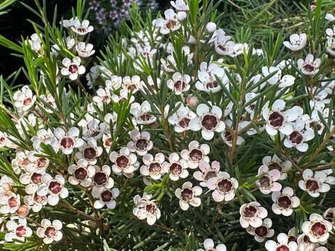 Flowering shrub Geraldton Wax (Chamelaucium uncinatum)
