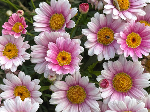 Flowers Marguerite daisy (Argyranthemum frutescens)
