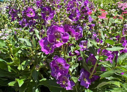 Blossom summer snapdragon or angel flower (Angelonia angustifolia)