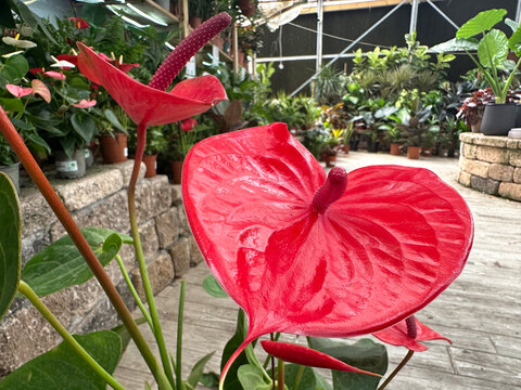 Red flower Anthurium in the greenhouse