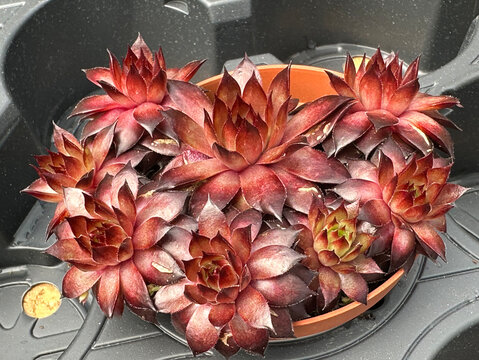 Cluster of deep red rosette succulent plants (Echeveria)