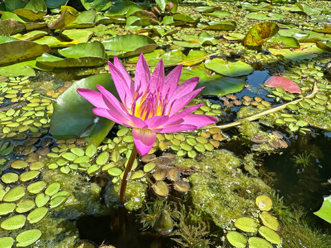 Blooming pink nymphea closeup (Lat. - nymphaea caerulea)