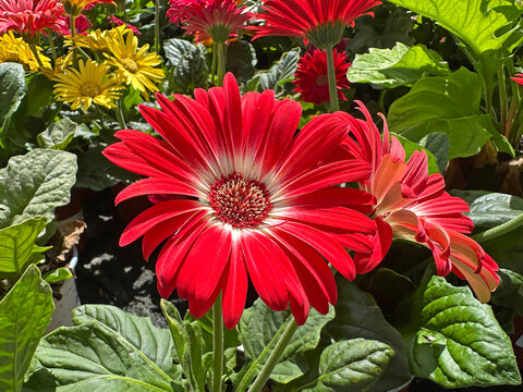 Gerbera Daisy (Gerbera jamesonii)