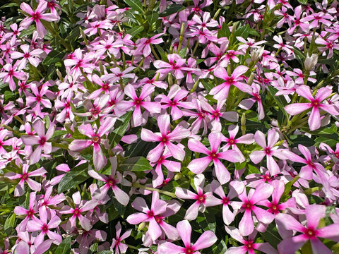 Madagascar Periwinkle (Catharanthus roseus)