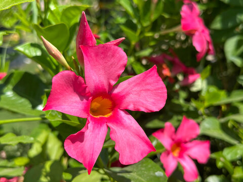 Tropical and subtropical flowering vines Mandevilla (lat.- mandevilla splendens)