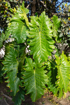 Large vibrant green tree Philodendron leaves with deeply lobed wavy margins grow densely outdoors in a bright sunny garden, San Diego, CA