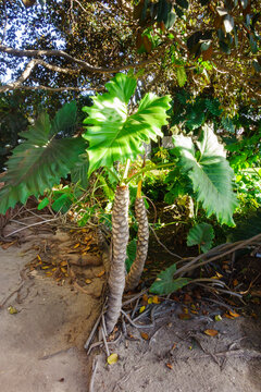 Alocasia Portora or a hybrid tropical Philodendron Evansii, characterized by large, rippled leaves and a thick, patterned stem, San Diego, CA