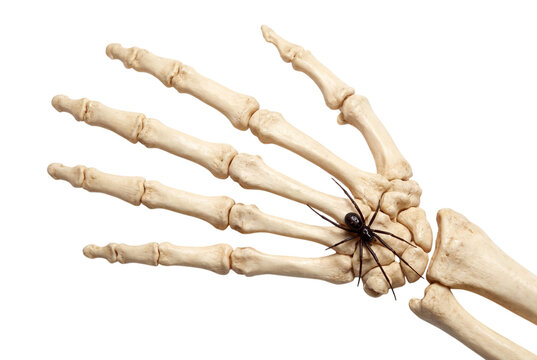Human hand skeleton with spider isolated on transparent background
