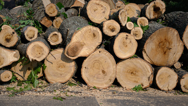 a large pile of freshly cut oak hardwood logs from a large shade tree. background banner
