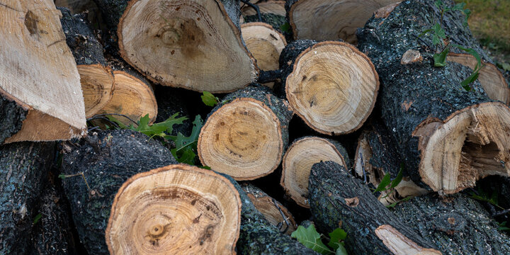 pile of firewood composed of recently sawn hardwood oak tree logs