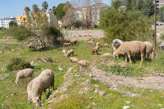 Flock of sheep grazing on green meadow field on sunny spring day in rural countryside