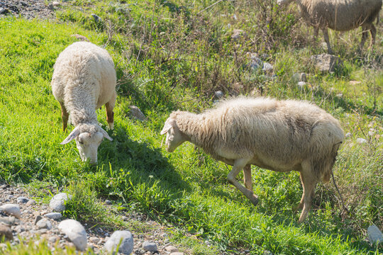 Flock of sheep grazing on green meadow field on sunny spring day in rural countryside