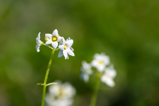 White star shaped flower of Coastal Manroot, Marah Oregana, plant blooming in the sun on a bluff on the Oregon Coast, native wildflower as a nature background
