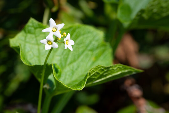 White star shaped flower of Coastal Manroot, Marah Oregana, plant blooming in the sun on a bluff on the Oregon Coast, native wildflower as a nature background
