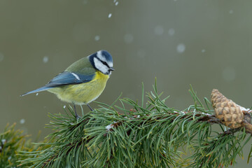 Eurasian blue tit perched on a pine branch during snowfall © DK Visuals 