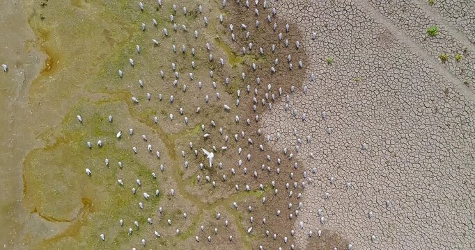 Aerial view of flock of birds on tidal mudflat