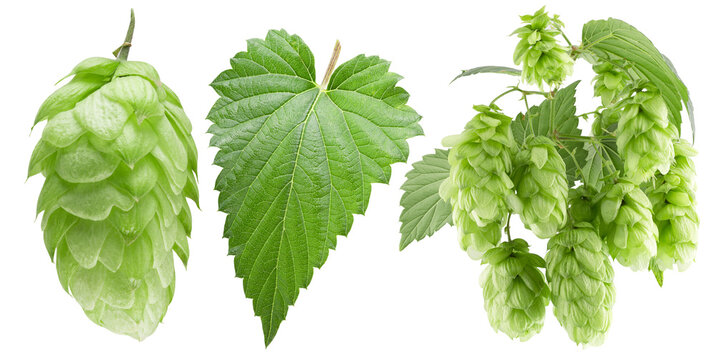 Green hop cones and leaf of the humulus lupulus plant