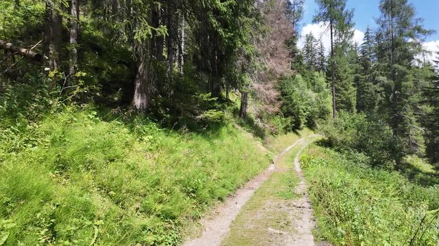 bosco passeggiata escursione 