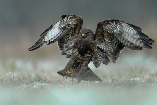 Common buzzard spreading its wings during an aggressive encounter