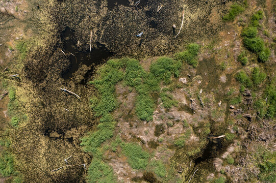 Aerial view of Lake Provala showing dense aquatic vegetation, scattered fallen logs, and dark water patterns in Plocica, Vojvodina, Serbia.