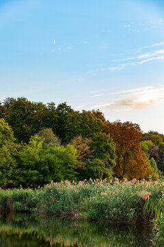 Early autumn forest and river reeds under a calm blue sky with a crescent moon