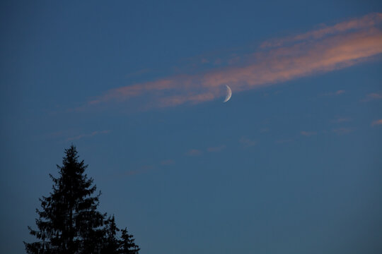 Crescent moon in dark blue twilight sky with pink clouds and fir tree silhouette