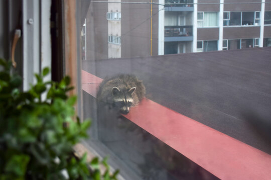 View through window showing raccoon perched on red railing with blurred green plant in foreground and apartment building background