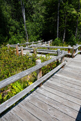 Fototapeta premium Wood boardwalk over wetland in Oregon state park’s Darlingtonia State Natural Site, rare carnivorous Cobra Lily, Darlingtonia Californica, plants in bloom, travel to see rare plants 