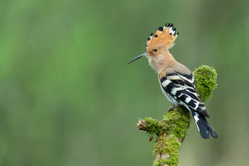 Eurasian hoopoe perched on a moss-covered branch with crest raised © DK Visuals 