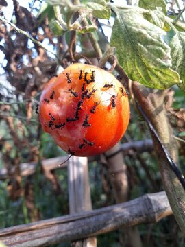 Ripe tomato covered with black insects on the plant