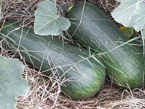 Fresh green zucchini on straw in the vegetable garden