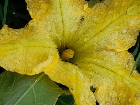 Yellow squash blossom close-up in the vegetable garden