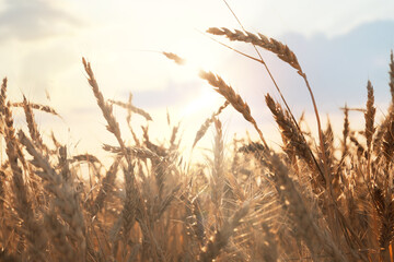 Obraz premium Golden wheat ears growing in field on sunny day, closeup